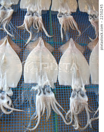 Open squid and make it sun-dried Open squid and make it sun-dried 2250245