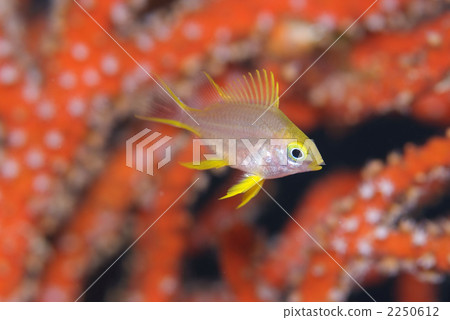 Yamabuki麻雀 Yamabuki麻雀 2250612