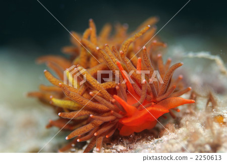 Iboagi minnow Iboagi minnow 2250613