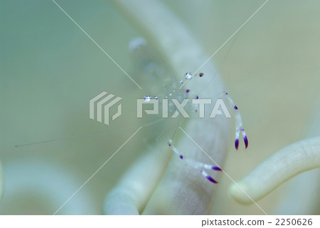 Fake akagoshi cuckoo 2250626