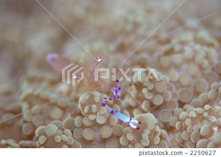 Nadeshiko clown 2250627