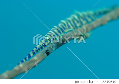 Gorgonian shrimp 2250640