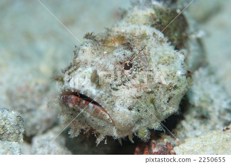 Semushikasago 2250655