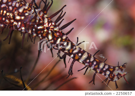 Nishiki Fulai哇 2250657