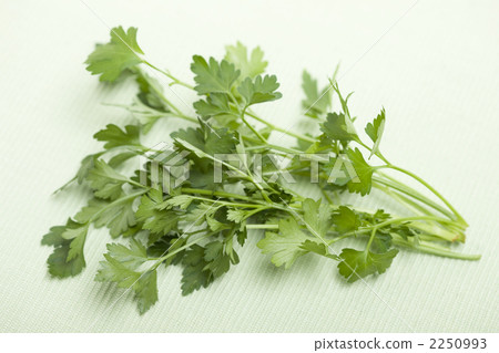 Italian parsley Italian parsley 2250993