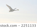 禽 天鵝 2251133