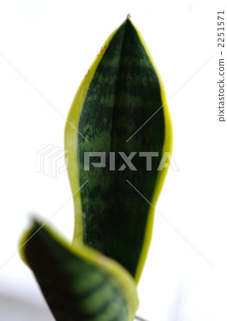 Sansuberia leaves 2251571