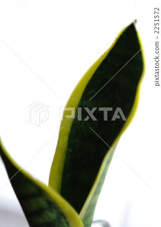 Sansuberia離開 2251572