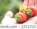 Red sweet strawberries 2251722