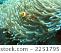 Clown anemonefish 2251795