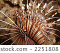 Lionfish 2251808