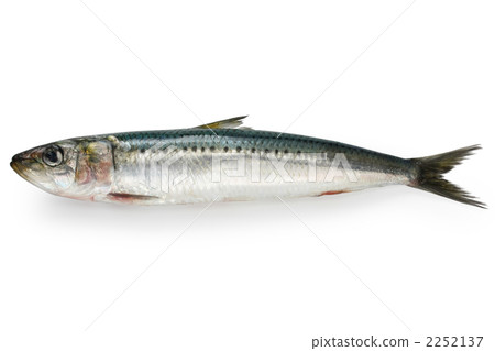 Sardine 2252137