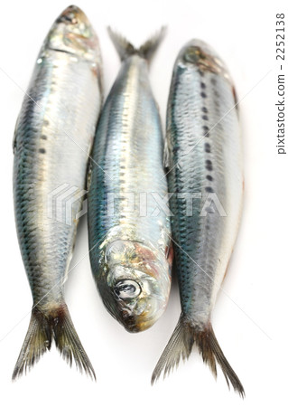 Sardine 2252138