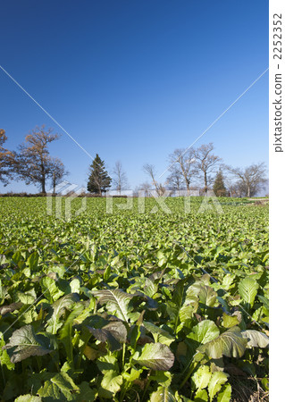 iiyama city, rapeseed, nagano prefecture 2252352