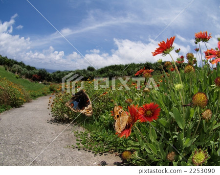 Aoi Tate Harimodoki 2253090