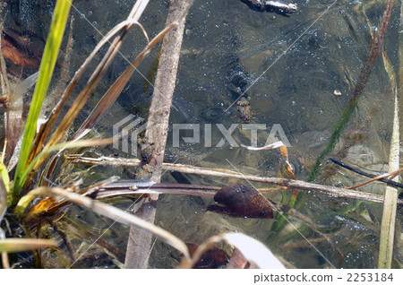 A piece of midwinter 2253184