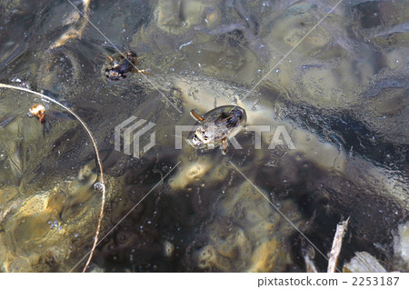 A piece of midwinter 2253187