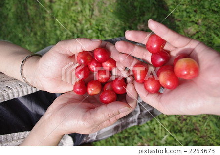 picking fruit, cherry picking, leasure 2253673