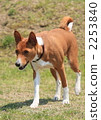 basenji, dog, dogs 2253840