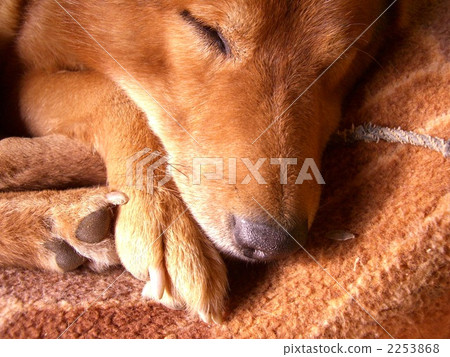 睡覺的狗臉朝上 2253868