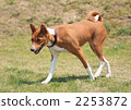 dog, dogs, basenji 2253872