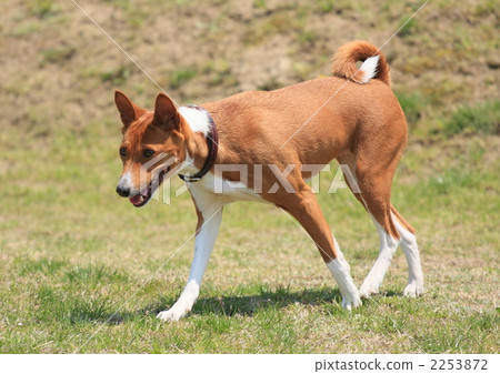dog, dogs, basenji 2253872