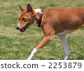 basenji, dog, dogs 2253879