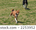 basenji, dog, dogs 2253952
