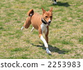 basenji, dog, dogs 2253983
