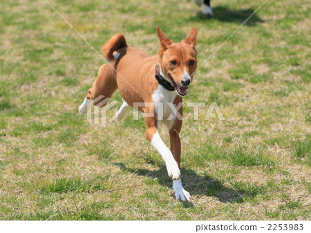 basenji, dog, dogs 2253983