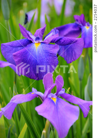 iris, tokyo, petal 2254037