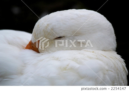 Sleepy duck Sleepy duck 2254147