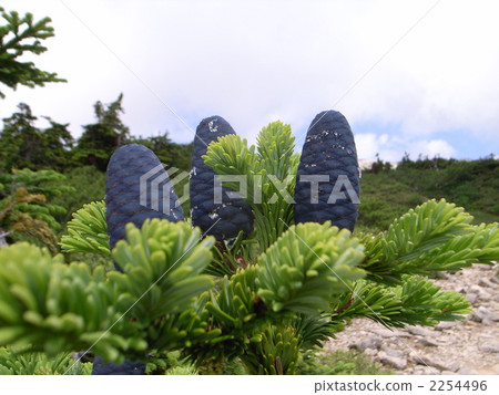 Shirabviso Shirabviso 2254496