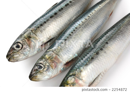 Sardine 2254872