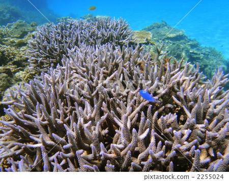 Blue coral of Hateruma Island and Ruri sparrow 2255024