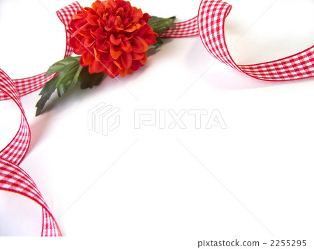 金盞花和格子帶2 2255295