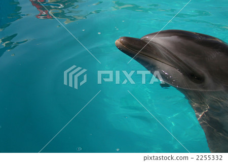 sea animals, dolphin, dolphins 2255332