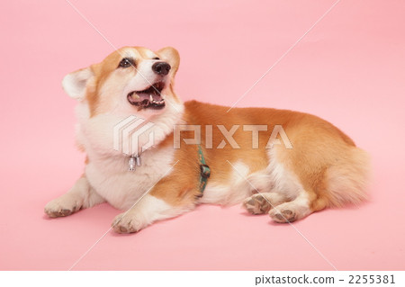 corgi, animal, animals 2255381