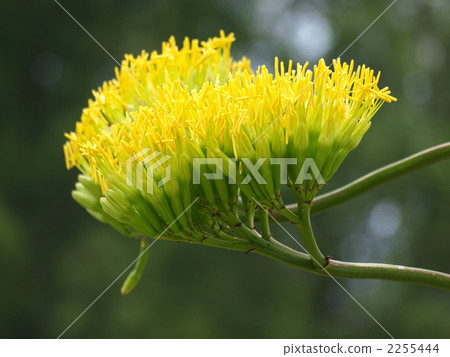 Yellow flower 2255444