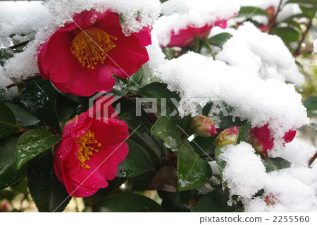 Snowy mountain flowers 2255560