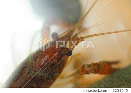 小龍蝦頭 2255645