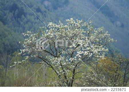 珠美海棠 2255671