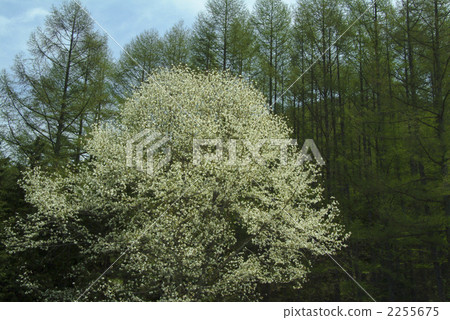 Kobushi Kobushi 2255675