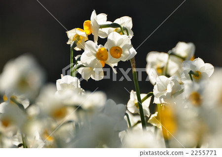 失水Senso鄉 2255771