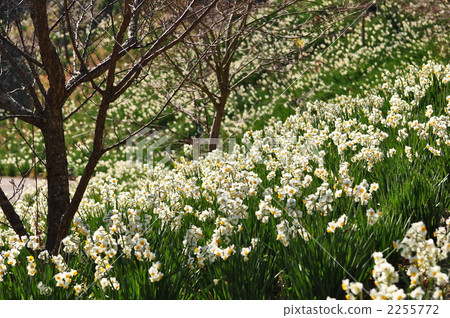 失水Senso鄉 2255772