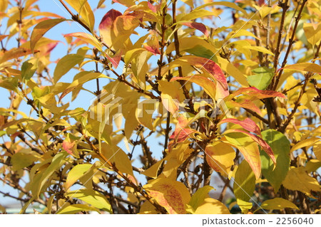 連翹黃葉 2256040