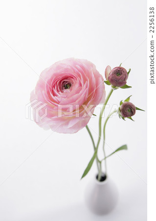 Pink Ranunculus · Pau's Portrait 3 2256138