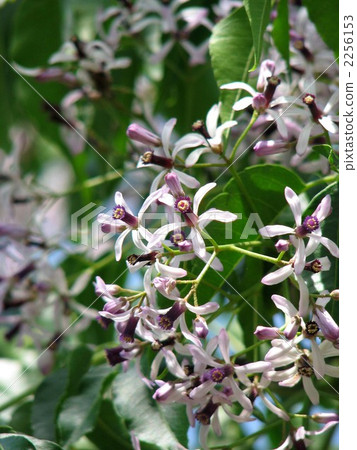 Flower of Sundan 2256153