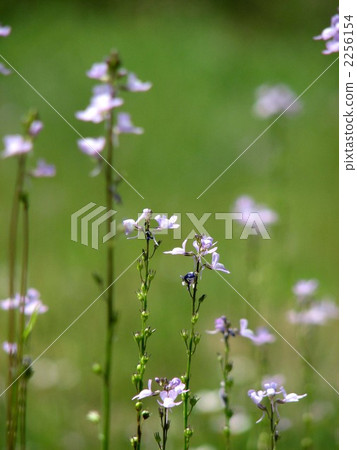 Matsubaun Run 2256154