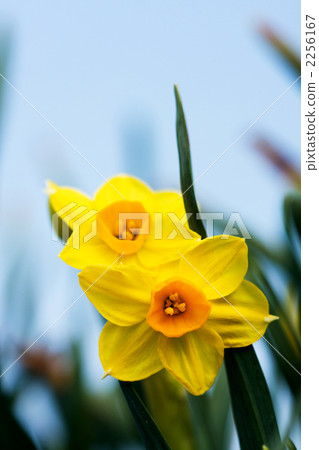 開花在領域的黃水仙 開花在領域的黃水仙 2256167